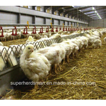 Automatic Poultry Farming Equipment for Breeder